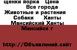 щенки йорка › Цена ­ 15 000 - Все города Животные и растения » Собаки   . Ханты-Мансийский,Ханты-Мансийск г.